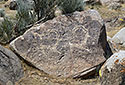 Goats - main link