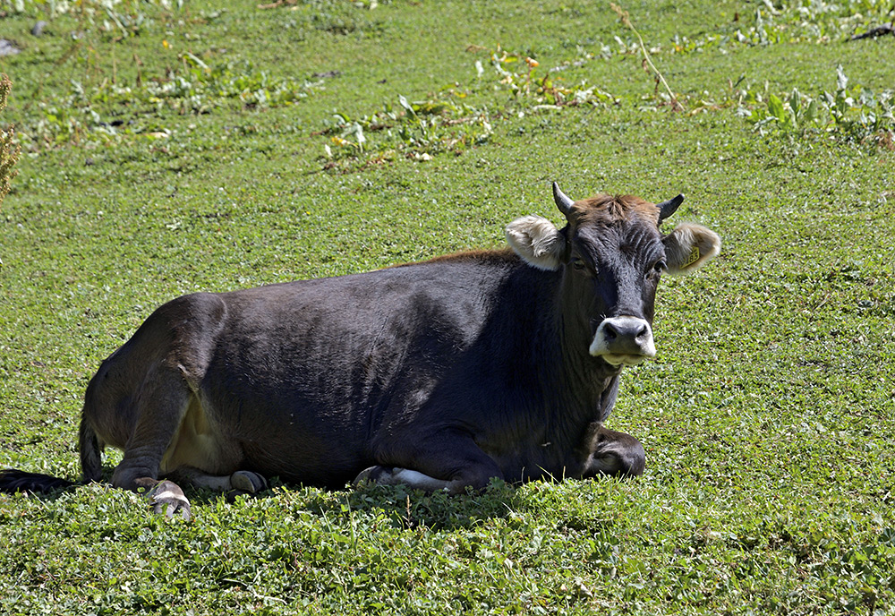 Inhabitant of the valley - larger format
