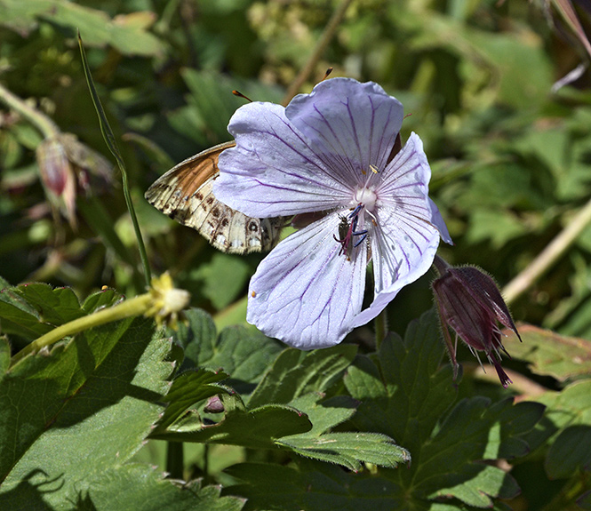 Geranium saxatile - smaller format