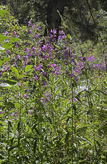 Willowherb - smaller format
