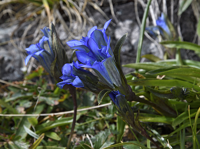 Gentian - smaller format