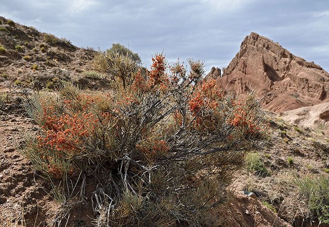 In canyons - smaller format