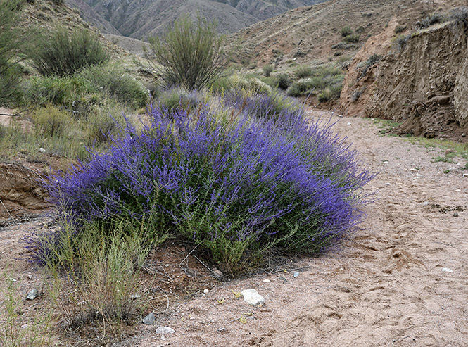 In canyons - smaller format