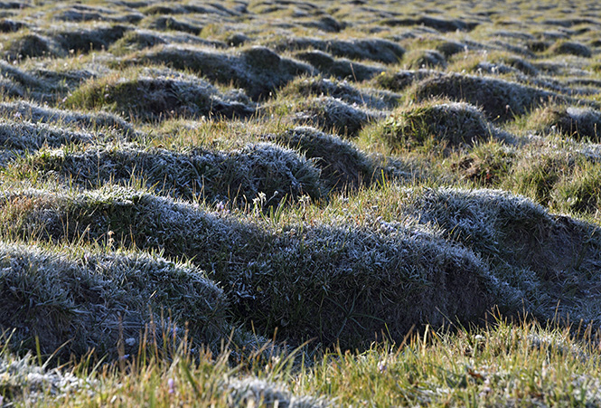 Hoarfrost - smaller format