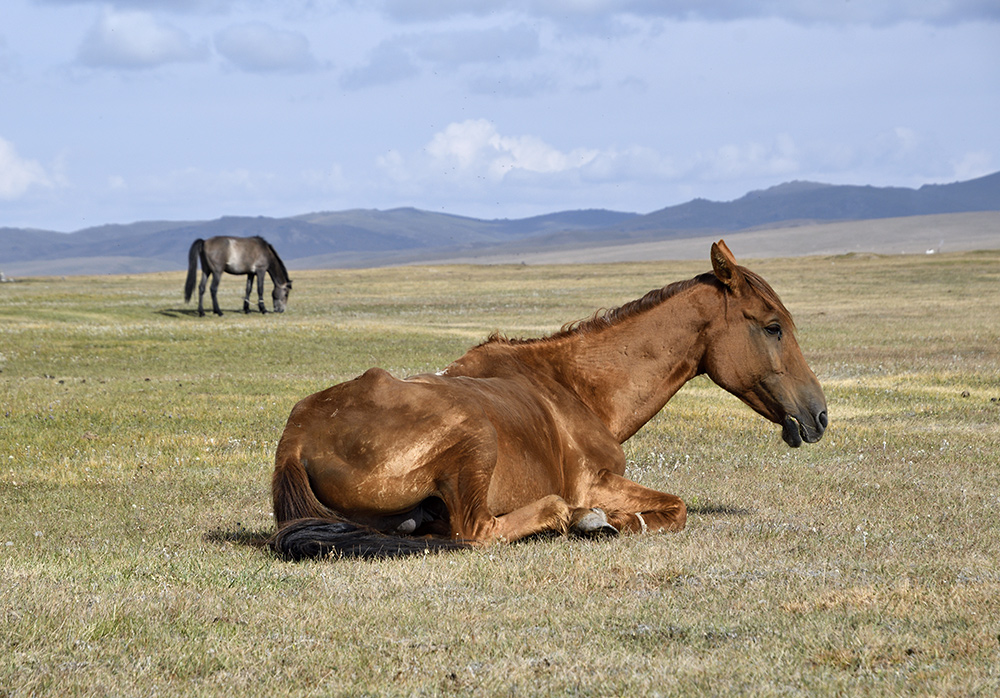 Horses - larger format
