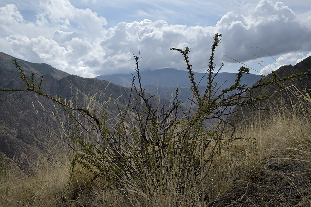 On red mountains - larger format