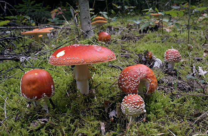 Fly agaric - smaller format