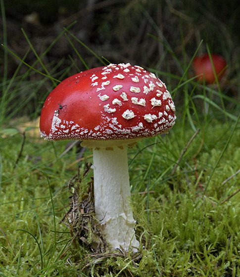 Fly agaric - smaller format