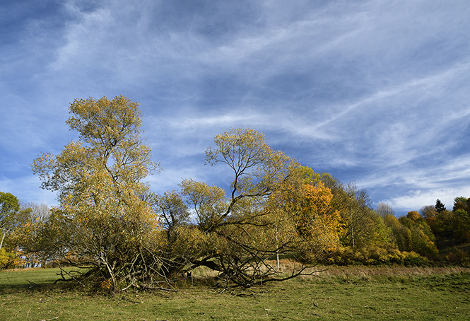 On the "Golden Hill" - smaller format