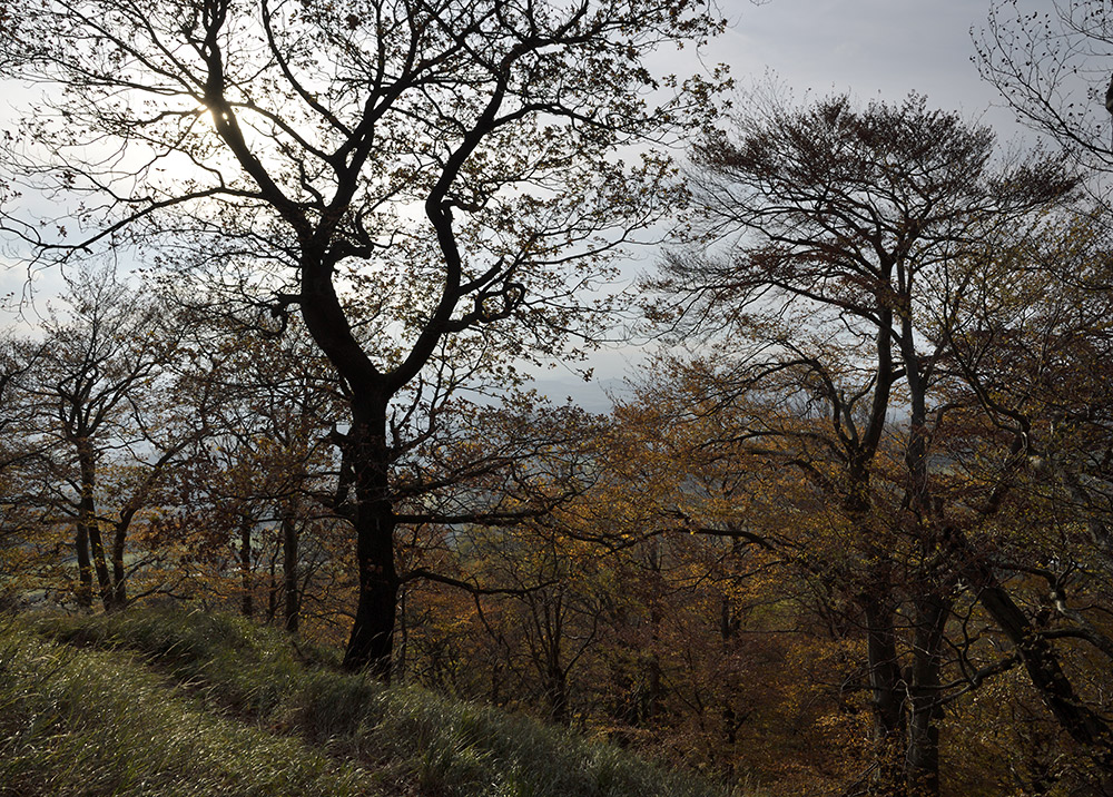 On the "Golden Hill" - larger format