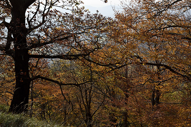 On the "Golden Hill" - smaller format