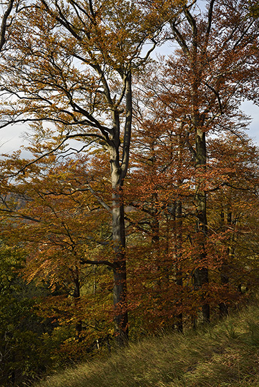 On the "Golden Hill" - smaller format