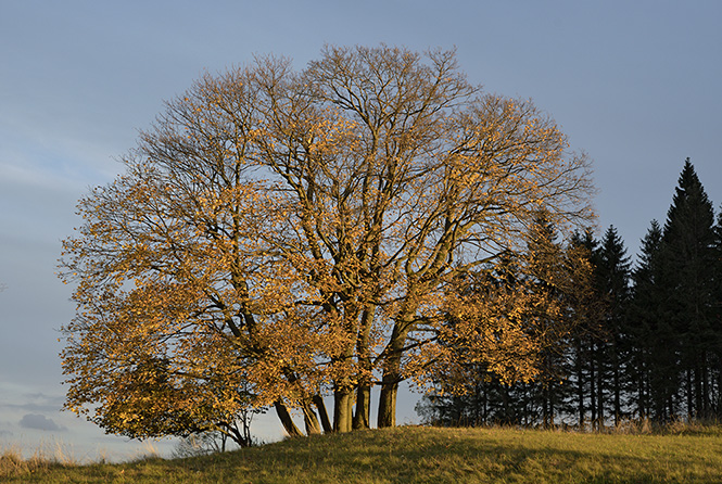 Evening at "Golden Hill" - smaller format