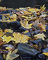 Leaves - main link