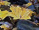 Leaf - main link