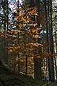 Beech - main link