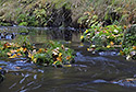 "Chibsk Kamenice" - main link