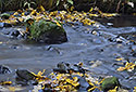 "Chibsk Kamenice" - main link