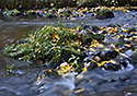 "Chibsk Kamenice" - main link