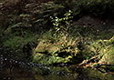 "Chibsk Kamenice" - main link