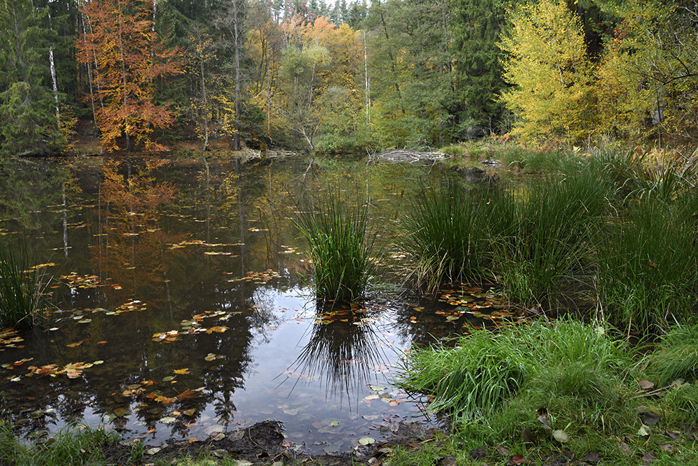 Grieselův rybník - větší formát