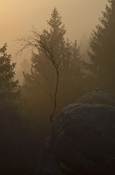 Foggy - smaller format