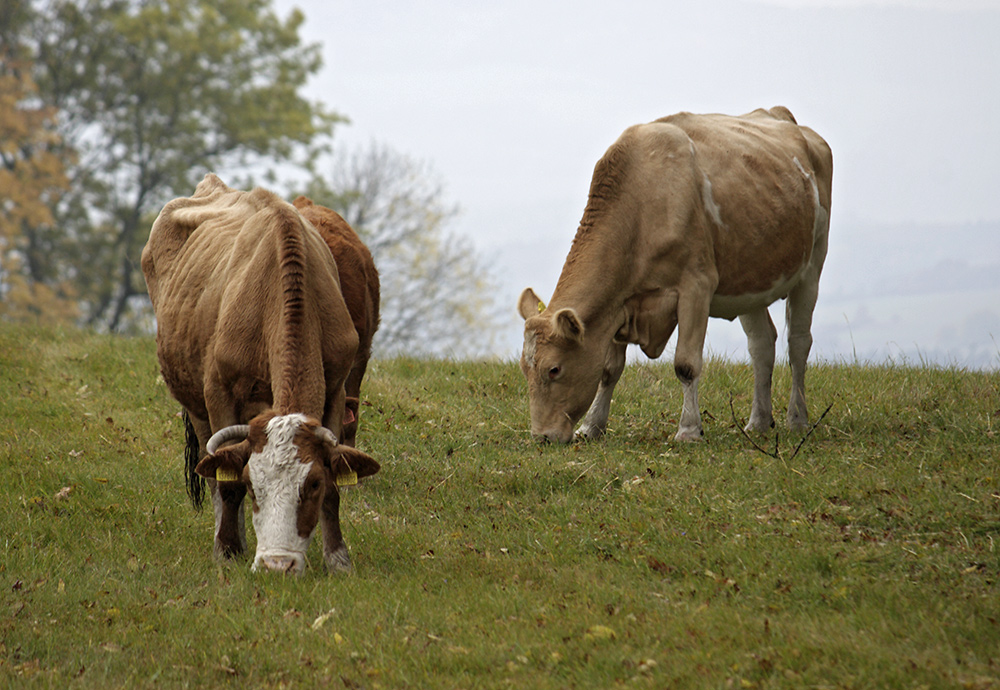 Friends on the meadow - larger format