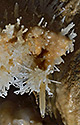 Helictites - main link
