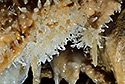 Helictites - main link