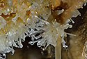 Helictites - main link