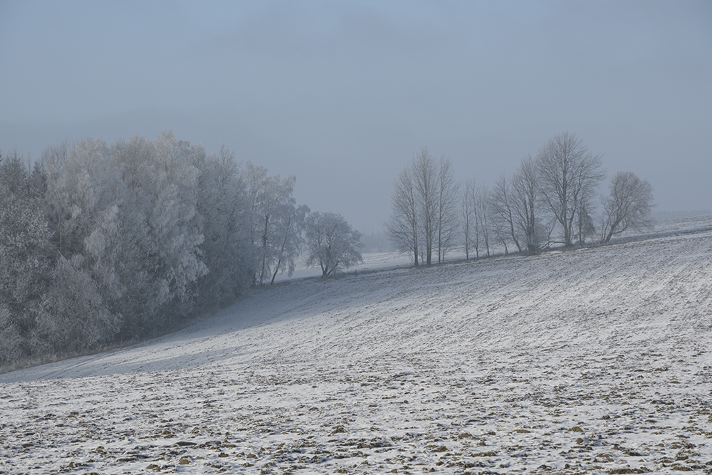 Foggy - larger format
