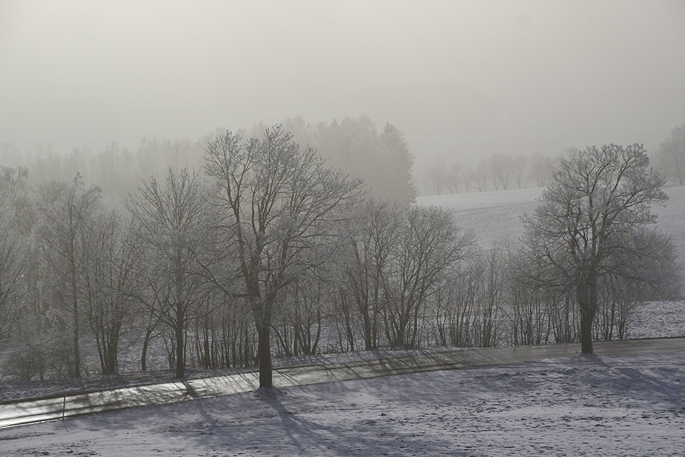 Foggy - larger format