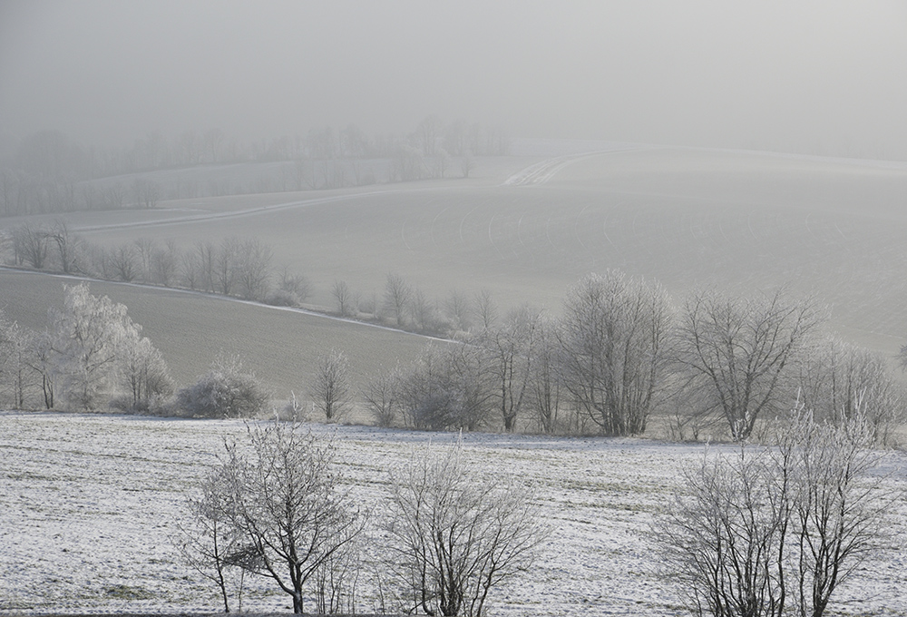 Foggy - larger format