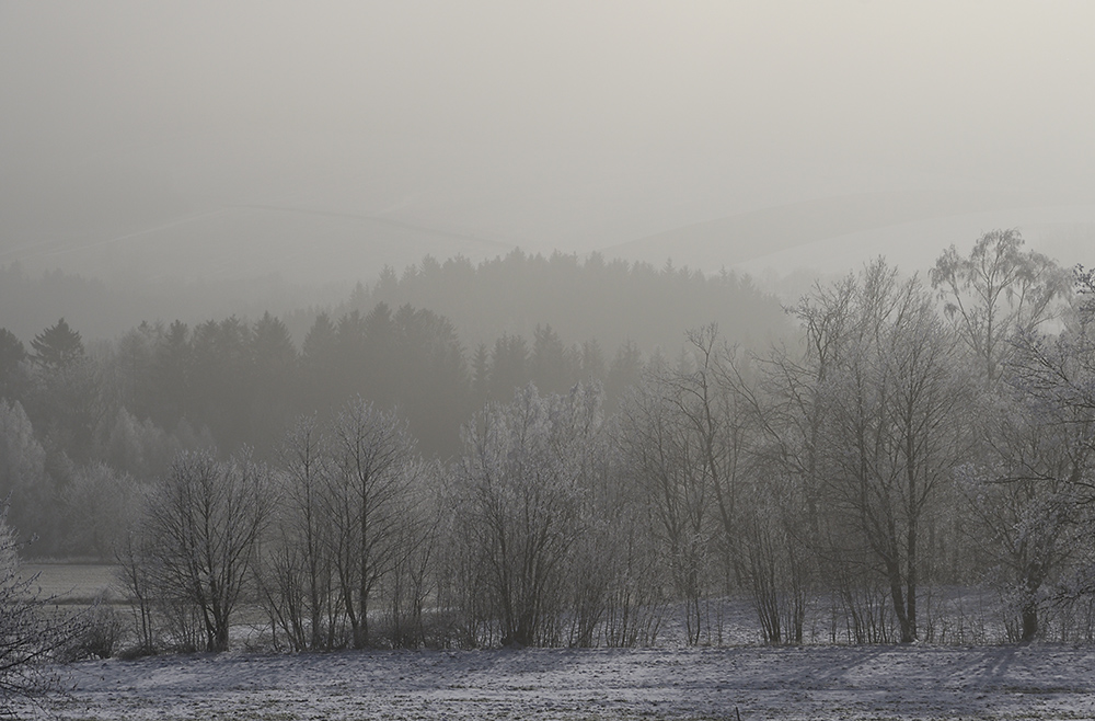 Foggy - larger format