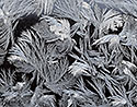 Flowers - main link