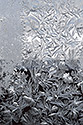 Flowers - main link