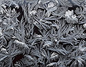 Flowers - main link
