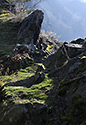 "Zvole Cone" - main link