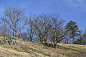 On "Zvole Cone" - main link