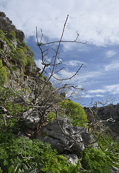 In the gorge - smaller format