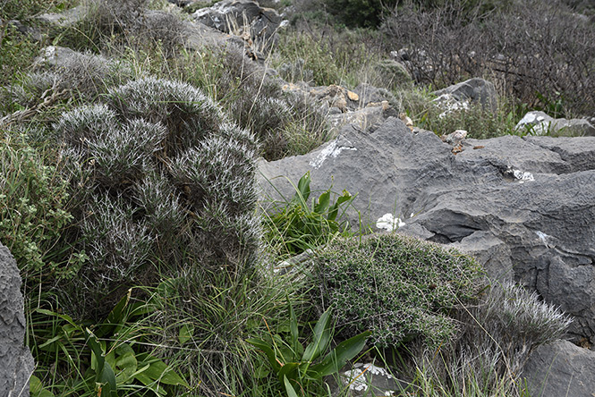 Maquis - smaller format