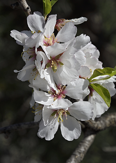 Almond flowers - smaller format
