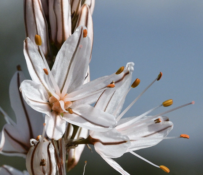 Asphodel - smaller format