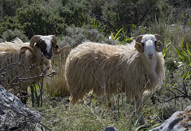 Inhabitants - smaller format