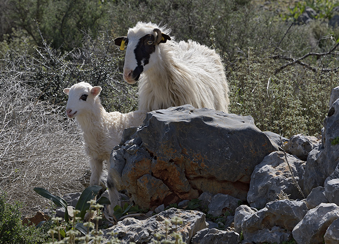 Inhabitants - smaller format
