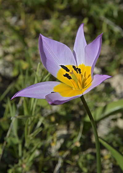 Tulipn skaln - men formt