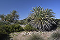 Palms - main link