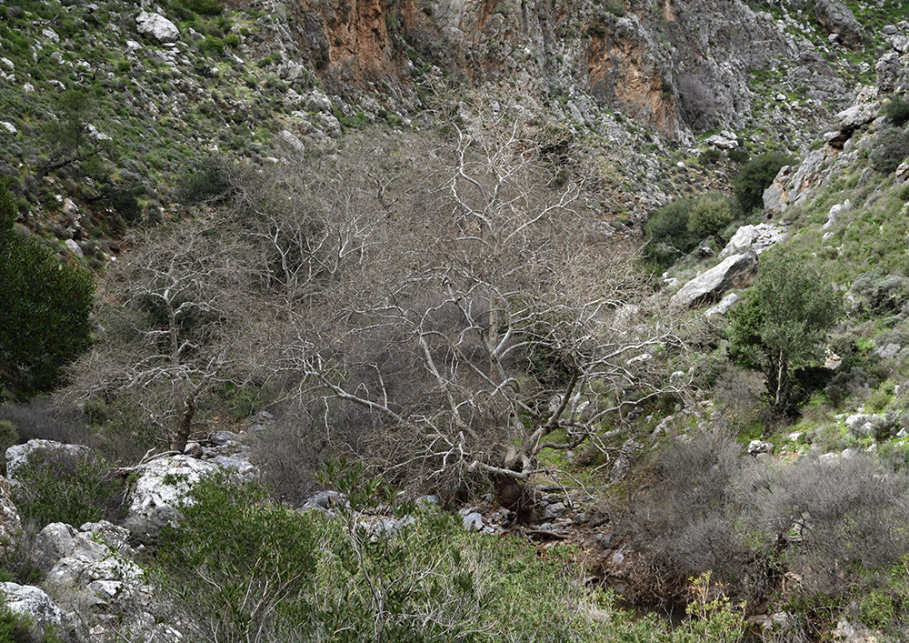 In the gorge - larger format