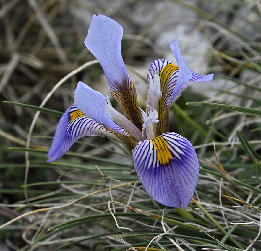 Iris - larger format
