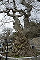 Plane tree - main link